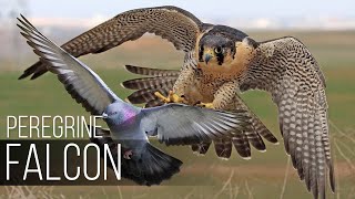 PEREGRINE FALCON  Bird Slayer and Dive master The Fastest Animal on the Planet [upl. by Meid]