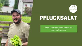 PFLÜCKSALATeinfach nachwachsen lassen und mehrmals beernten [upl. by Eilrahc]