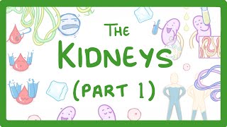 Biology  How the Kidneys Work  Kidneys Part 13 27 [upl. by Ellata]