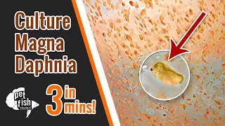 How to culture DAPHNIA MAGNA  The easy way [upl. by Nnylear552]