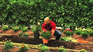 How to Plant Perennial Gardens [upl. by Elidad215]