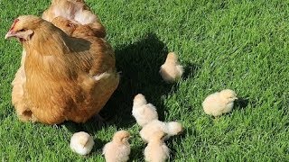 Chicken Breeding Basics for Broody Hens and Incubators [upl. by Bonita828]