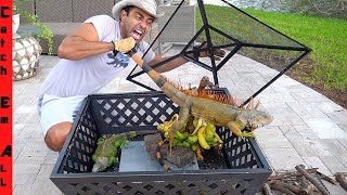 BEST IGUANA TRAP in FLORIDA How Cold Weather Helps [upl. by Barthelemy]