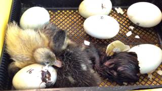 Watch baby duckling hatch [upl. by Oirromed]