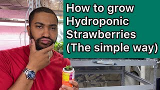 How to grow hydroponic strawberries easy [upl. by Avitzur]