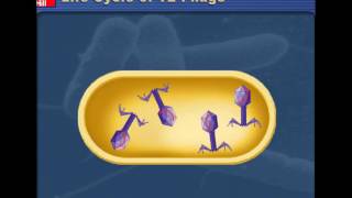 Lytic v Lysogenic Cycles of Bacteriophages [upl. by Hendry560]