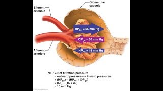 Glomerular Filtration System Urinary [upl. by Annhoj]