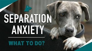 How to STOP Your Dogs Separation Anxiety MUST TRY [upl. by Osmen]