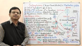 Diabetes Mellitus Part10 Mechanism of Action of Sulfonylurease  Antidiabetic Drugs  Diabetes [upl. by Atinrahc132]