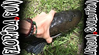 Invasive Iguana Hunting  Insane Florida Pest Control  Airgun Evolution [upl. by Ahsienet]