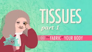 Tissues Part 1 Crash Course Anatomy amp Physiology 2 [upl. by Nyltak]