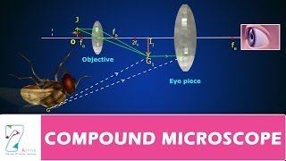 COMPOUND MICROSCOPE [upl. by Entsirhc]