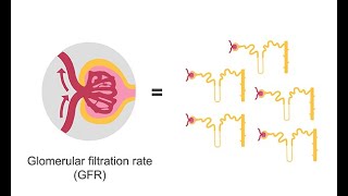 Estimating glomerular filtration rate GFR [upl. by Yadsendew]