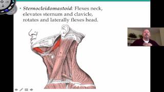 Axial Muscles [upl. by Neeluj]