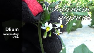 Black nightshade Solanum nigrum  part 1 [upl. by Eixor]