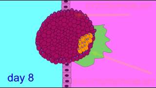 EMBRYONIC DEVELOPMENT TROPHOBLAST [upl. by Halueb]