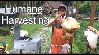 How to Pluck a Chicken  Humane Harvesting Guide [upl. by Hoehne]