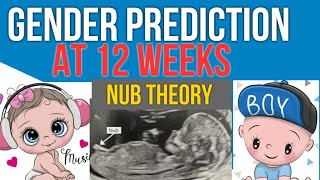 Early Gender Prediction in scan using NUB theory 12 weeks Pregnancy [upl. by Wailoo884]