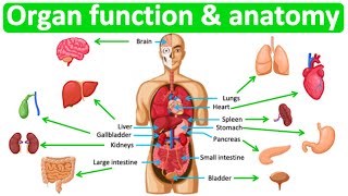 Major organ functions amp anatomy 👫 Quick amp easy learning video [upl. by Tterej]