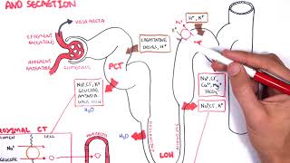 Nephrology  Physiology Reabsorption and Secretion [upl. by Asirap]