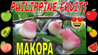 Philippine Fruits Makopa ll Java Apple ll Macopa ll Rose Apple  Queenbees Corner [upl. by Ativla]