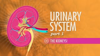 Urinary System Part 1 Crash Course Anatomy amp Physiology 38 [upl. by Rust]