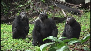 Faces of Africa  The Chimp Man of Mahale [upl. by Norag]