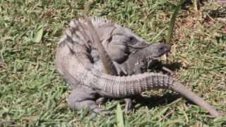 Black Iguanas Breeding Iguana Apareandose  Ctenosaura Similis [upl. by Alley]