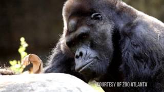 Meet Ivan  A Gorillas Story [upl. by Jutta]