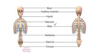 Axial and Appendicular Skeleton [upl. by Yltneb]