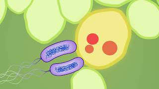 Evolution of plant pathogenic bacteria to defeat host resistance [upl. by Solegnave596]