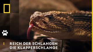 REICH DER SCHLANGEN  Die Klapperschlange  National Geographic [upl. by Ydnim]