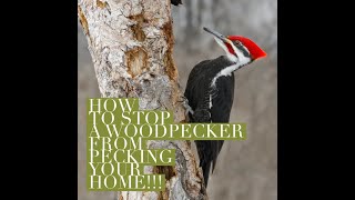 How to stop Woodpeckers from pecking your home [upl. by Tracee]