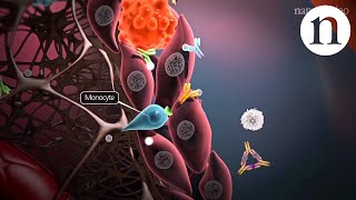 Immunology of the rheumatoid joint [upl. by Leasi]