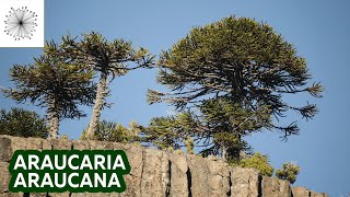 Todo sobre la Araucaria araucana [upl. by Aliac512]