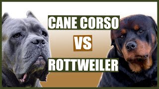 CANE CORSO VS ROTTIE Whats the difference [upl. by Nuhsed]