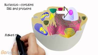 Cell Organelles for Anatomy and Physiology [upl. by Marilin]