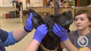 How to Clean A Dogs Ears [upl. by Odnalo]