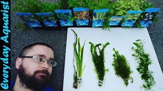 Pond Oxygenating Plants Explained [upl. by Allred]