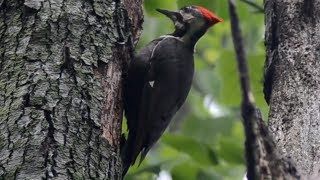 Pileated woodpecker pecking fast on tree  Female [upl. by Amleht]