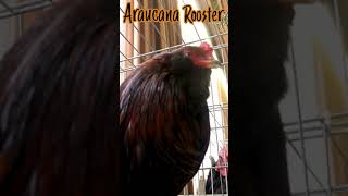 Araucana Rooster crowing sound shorts [upl. by Otti653]