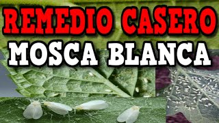 ELIMINAR en solo 5 MINUTOS PLAGA de Mosca Blanca  Remedio CASERO Ecológico [upl. by Casaleggio729]