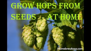 1 Growing Your Own Hops from Seeds for Your Homebrew Beer Home Grown Tips amp Tricks [upl. by Anavi]