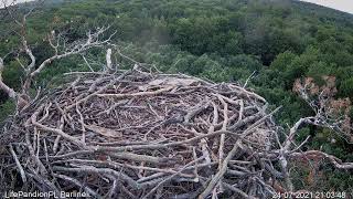 Rybołowy Online Puszcza Barlinecka  Ospreys Online in Barlinecka Forest [upl. by Holtorf]