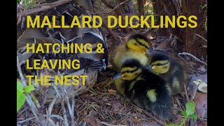 Wild Mallard ducklings hatching and leaving the nest [upl. by Newob883]