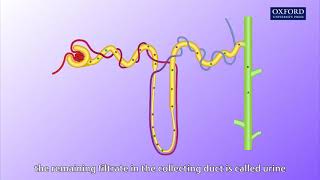 Animation E1 11 Ultrafiltration and reabsorption [upl. by Nevlin397]