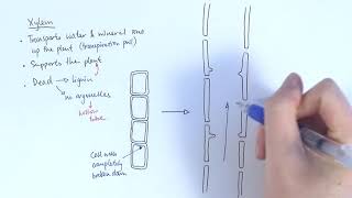 AS Biology  Transport systems in plants OCR A Chapter 91 [upl. by Deach625]