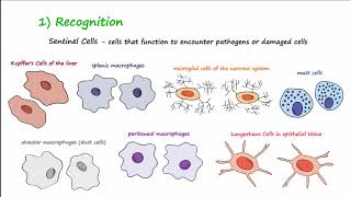 The Inflammatory Response [upl. by Diego]