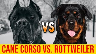 Cane Corso Vs Rottweiler Comparing Guard Dog Breeds [upl. by Johen]