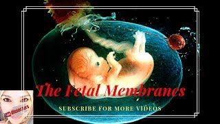 Medical Embryology  the fetal membranes [upl. by Liw]